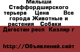 Малыши Стаффордширского терьера  › Цена ­ 1 - Все города Животные и растения » Собаки   . Дагестан респ.,Кизляр г.